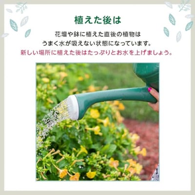 季節の花苗24セット【価格改定】
