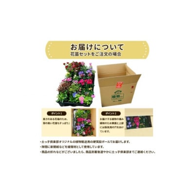 季節の花苗24セット