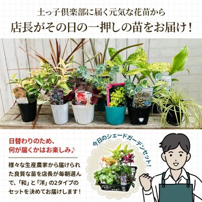 日陰で育つシェードガーデン(和風)セット【価格改定】