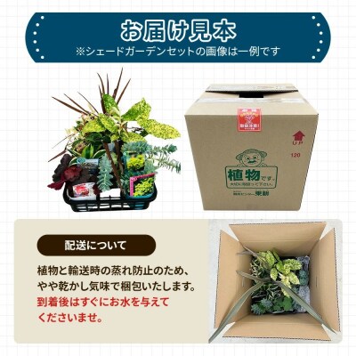 日陰で育つシェードガーデン(和風)セット【価格改定】