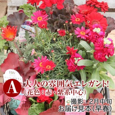 エレガントな花苗セットA【202610】