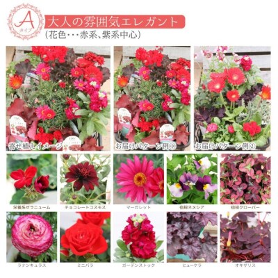 エレガントな花苗セットA