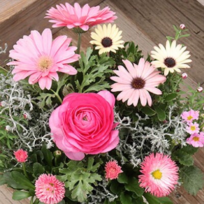 フェアリーな花苗セットB【価格改定】