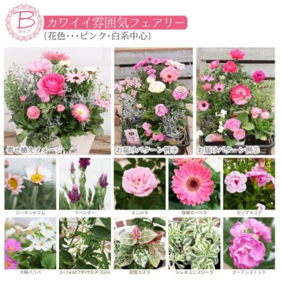 フェアリーな花苗セットB【価格改定】