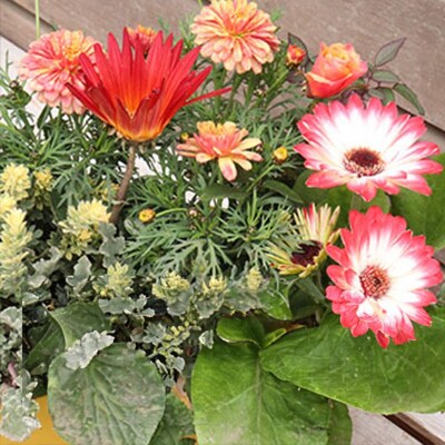 エネルギッシュな花苗セットC