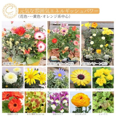 エネルギッシュな花苗セットC