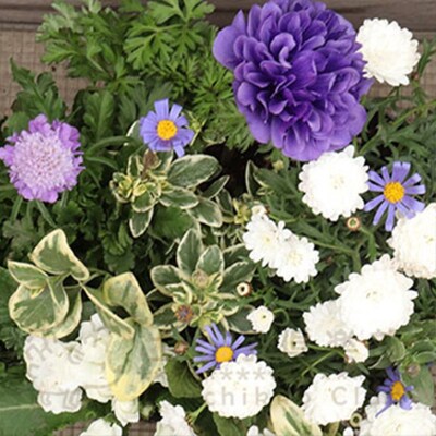 クールな花苗セットD【価格改定】