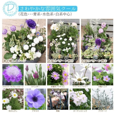 クールな花苗セットD
