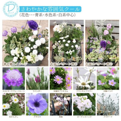 クールな花苗セットD【価格改定】
