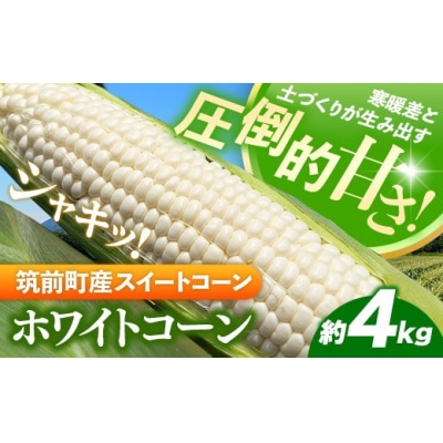 興膳農園のスイートコーン ホワイトコーン 約4kg(9~11本)