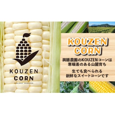 興膳農園のスイートコーン ホワイトコーン 約4kg(9~11本)