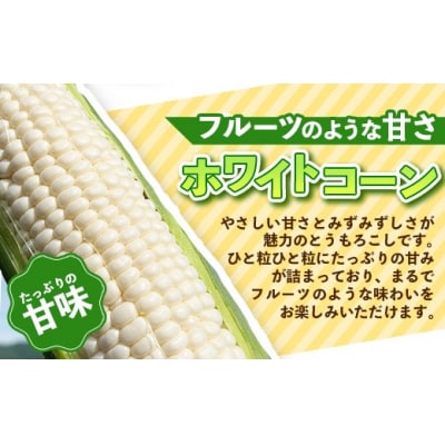 興膳農園のスイートコーン ホワイトコーン 約4kg(9~11本)