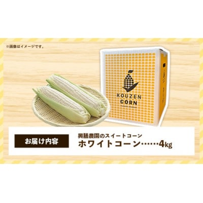 興膳農園のスイートコーン ホワイトコーン 約4kg(9~11本)