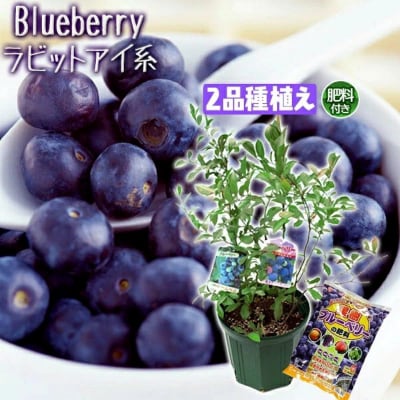 ブルーベリー 『 ラビットアイ系 2品種 植え 』 8号スリット鉢【価格改定】