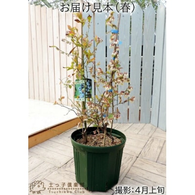 ブルーベリー 『 ラビットアイ系 2品種 植え 』 8号スリット鉢
