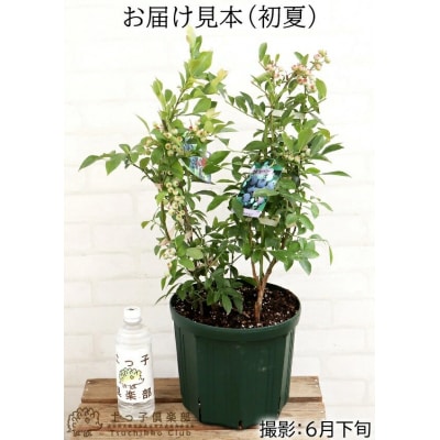 ブルーベリー 『 ラビットアイ系 2品種 植え 』 8号スリット鉢