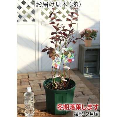 ブルーベリー 『 ラビットアイ系 2品種 植え 』 8号スリット鉢