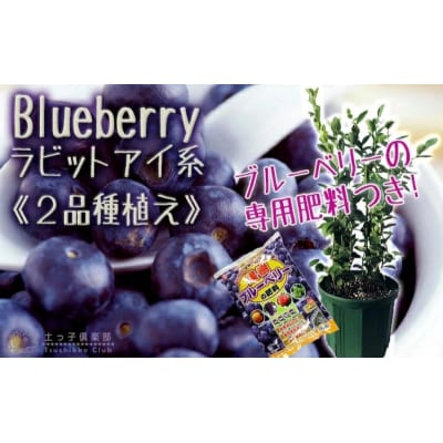 ブルーベリー 『 ラビットアイ系 2品種 植え 』 8号スリット鉢【価格改定】
