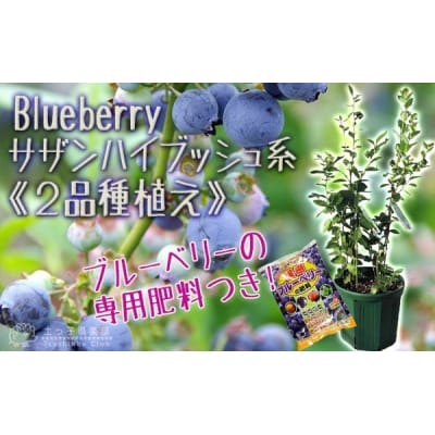 ブルーベリー 『 サザンハイブッシュ系 2品種 植え 』 8号スリット鉢