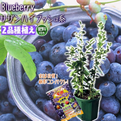 ブルーベリー 『 サザンハイブッシュ系 2品種 植え 』 8号スリット鉢【価格改定】