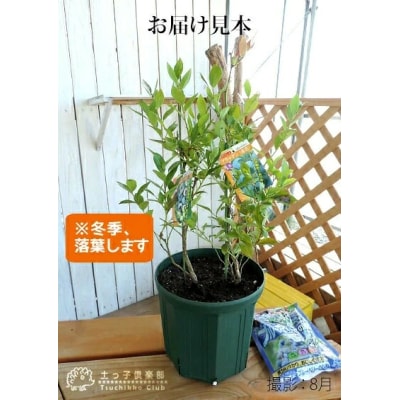 ブルーベリー 『 サザンハイブッシュ系 2品種 植え 』 8号スリット鉢【価格改定】