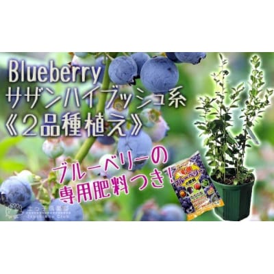 ブルーベリー 『 サザンハイブッシュ系 2品種 植え 』 8号スリット鉢【価格改定】