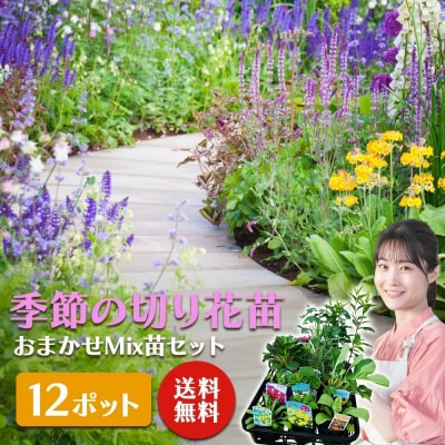 季節の切り花苗 お任せ12ポットmixセット