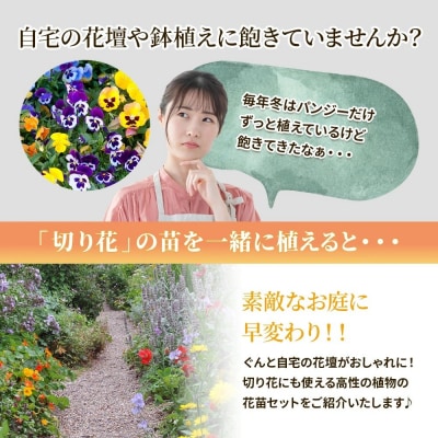 季節の切り花苗 お任せ12ポットmixセット