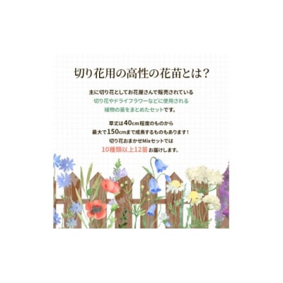 季節の切り花苗 お任せ12ポットmixセット