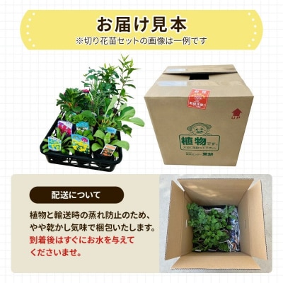 季節の切り花苗 お任せ12ポットmixセット