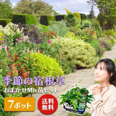 季節の宿根草 お任せ7ポットmixセット【価格改定】