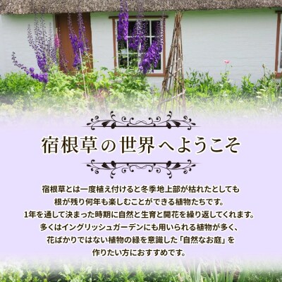 季節の宿根草 お任せ7ポットmixセット【価格改定】