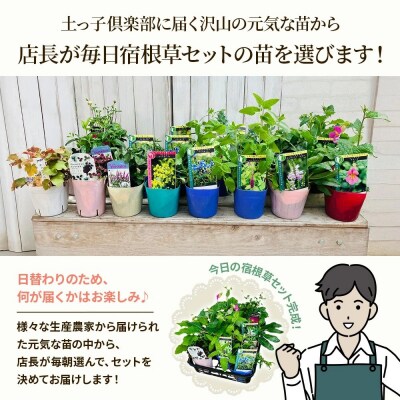 季節の宿根草 お任せ7ポットmixセット【価格改定】