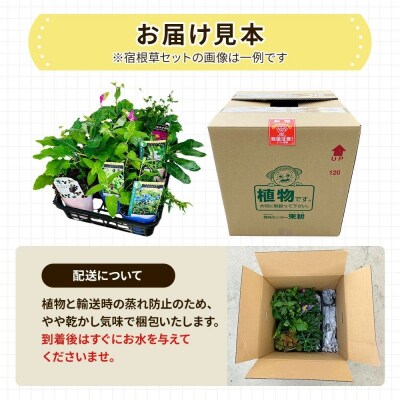 季節の宿根草 お任せ7ポットmixセット【価格改定】