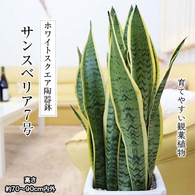 サンスベリア 7号 ホワイト陶器鉢 Gタイプ 高さ:約70～ 90cm 【202609】