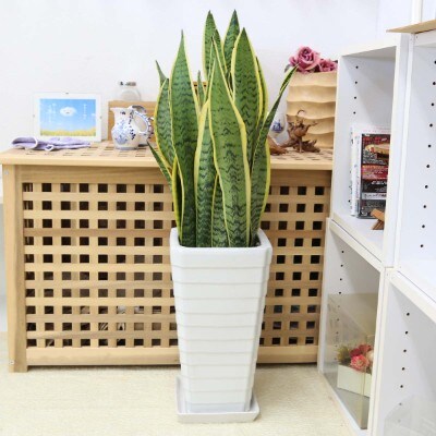 サンスベリア 7号 ホワイト陶器鉢 Gタイプ 高さ:約70～ 90cm 土の表面:ウッドチップ