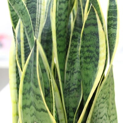 サンスベリア 7号 ブラウンバスケット鉢カバー 土の表面:ウッドチップ【価格改定】