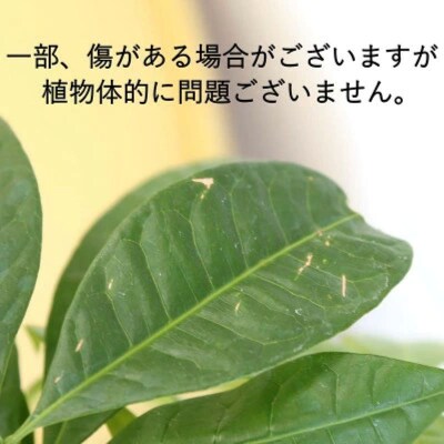 パキラ7号ブラウンバスケット鉢カバー　【価格改定】