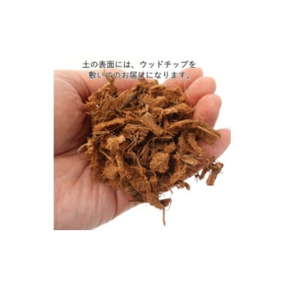 アレカヤシ 10号 ストライプバスケット鉢カバー 土の表面:ウッドチップ