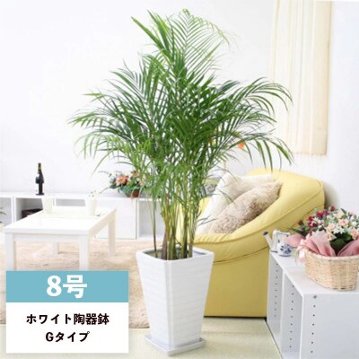 アレカヤシ 8号 ホワイト陶器鉢 Gタイプ 土の表面:ウッドチップ【価格改定】