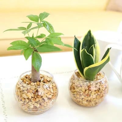 ミニ観葉植物 ゼオライト植え・ガラス鉢 丸形 2鉢セット(パキラとサンスベリア)【202609】