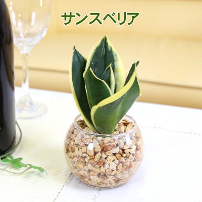 ミニ観葉植物 ゼオライト植え・ガラス鉢 丸形 2鉢セット(パキラとサンスベリア)【202609】