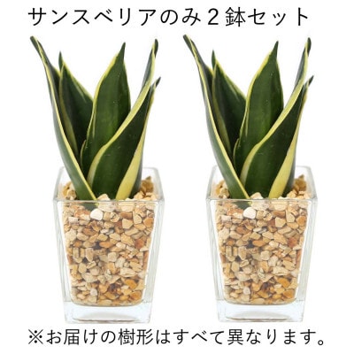 ミニ観葉植物 ゼオライト植え・ガラス鉢 スクエア形 2鉢セット(サンスベリア)【202609】