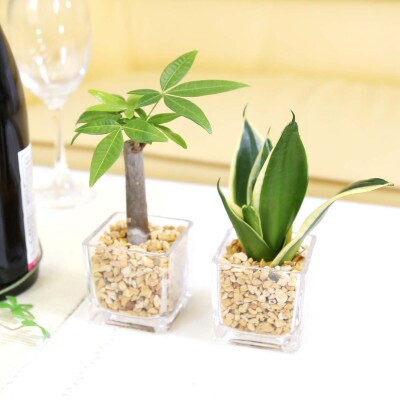 ミニ観葉植物 ゼオライト植え ガラス鉢 キューブ形 2鉢セット(パキラとサンスベリア)202609