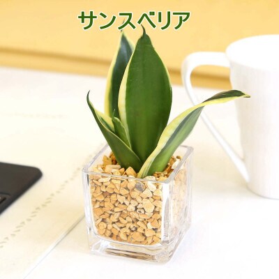 ミニ観葉植物 ゼオライト植え ガラス鉢 キューブ形 2鉢セット(パキラとサンスベリア)202609