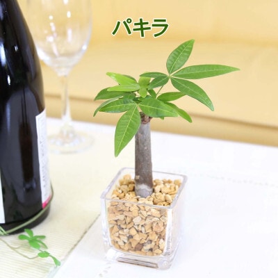 ミニ観葉植物 ゼオライト植え・ガラス鉢 キューブ形 2鉢セット(パキラ)【202609】