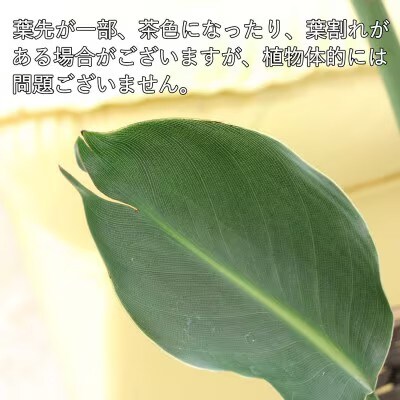 ストレリチア レギネ 8号 ホワイト陶器鉢 G【202609】