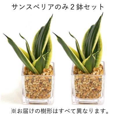 ミニ観葉植物 ゼオライト植え・ガラス鉢 キューブ形 2鉢セット(サンスベリア)【202609】