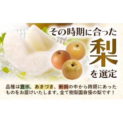 <品種おまかせ>季節の梨 約5kg(10～16玉入り) 豊水 秋月 新興