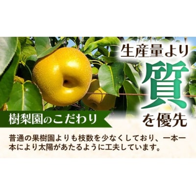 <品種おまかせ>季節の梨 約5kg(10～16玉入り) 豊水 秋月 新興
